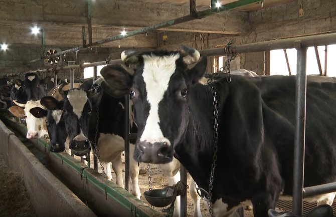 Zaražene krave čekaju dugo na eutanaziju, neophodna brza reakcija