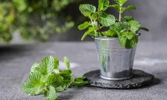 Držite ih u blizini prozora: Ove biljke će otjerati pauke i druge insekte iz vašeg doma